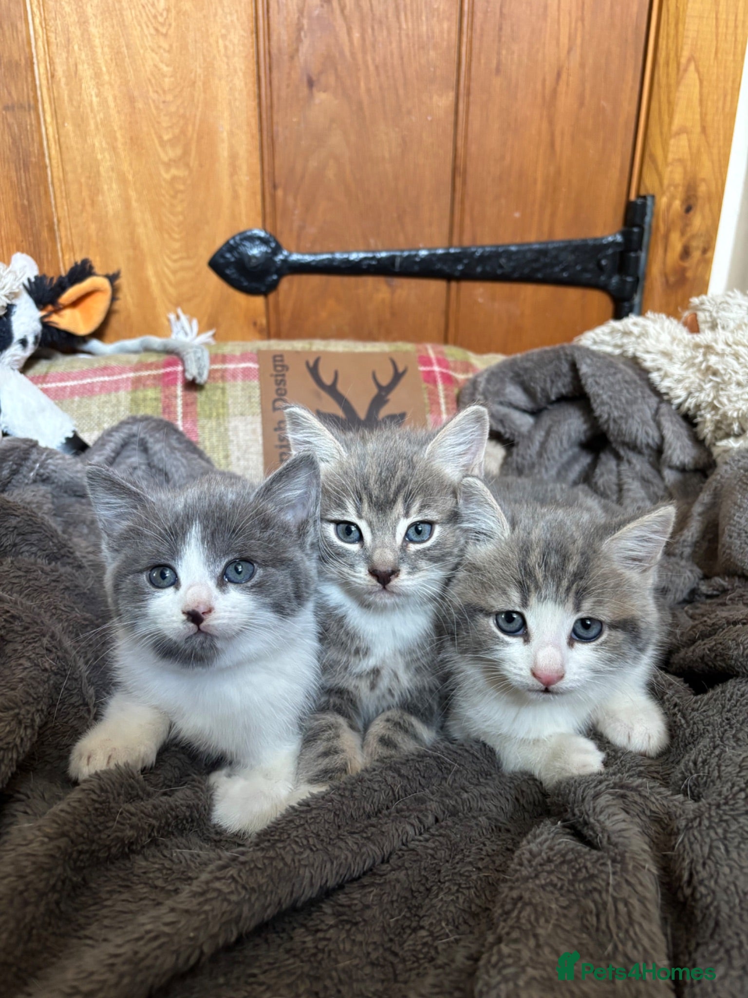 Mixed Breed cats Gorgeous grey kittens  - Advert 1