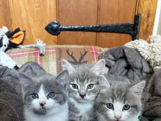 Mixed Breed cats Gorgeous grey kittens - Advert 1