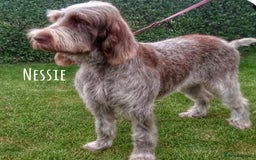 Italian Spinone dogs for sale: A beautiful litter of Italian Spinones  - Image 13