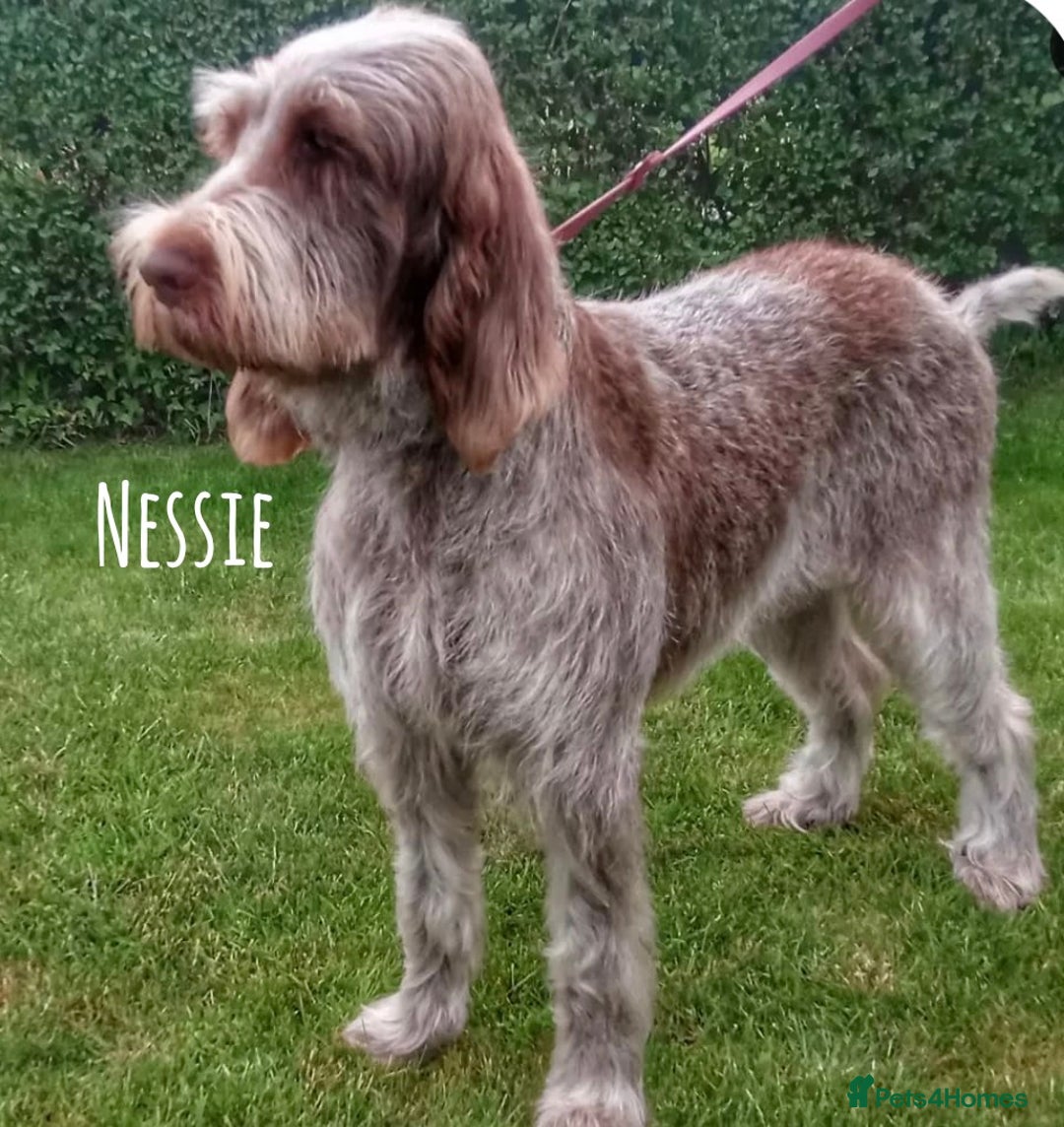 Italian Spinone dogs for sale: A beautiful litter of Italian Spinones  - Image 13