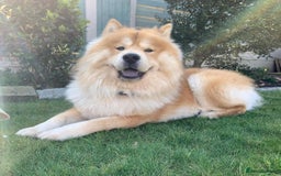 Chow Chow dogs for sale: Genuine Teddy Bear Chowski Puppies - Image 38