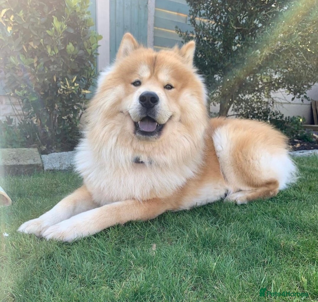 Chow Chow dogs for sale: Genuine Teddy Bear Chowski Puppies - Image 38