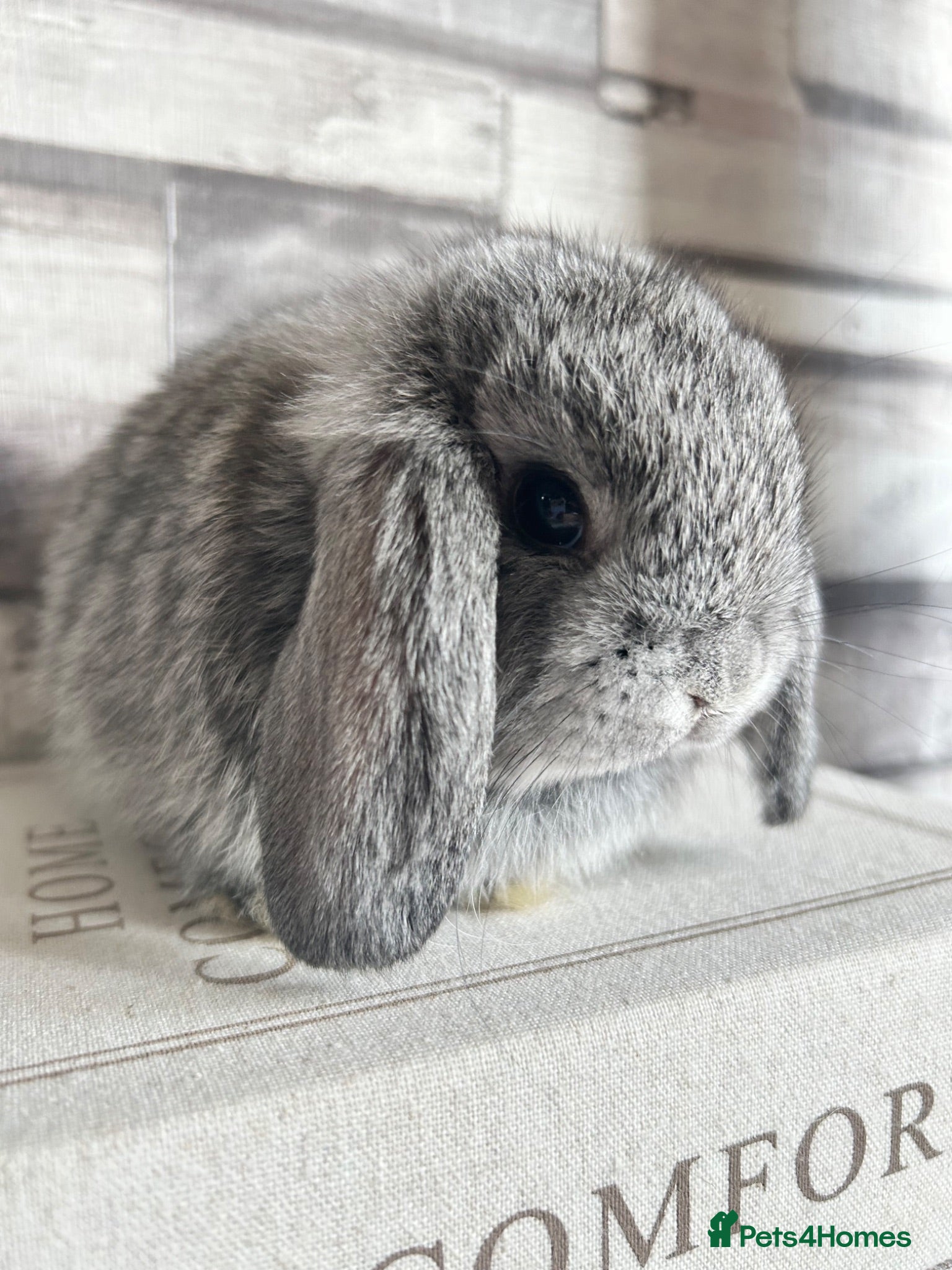 Mini Lop rabbits 🦋 Mini lop Babys 🦋 - Advert 1