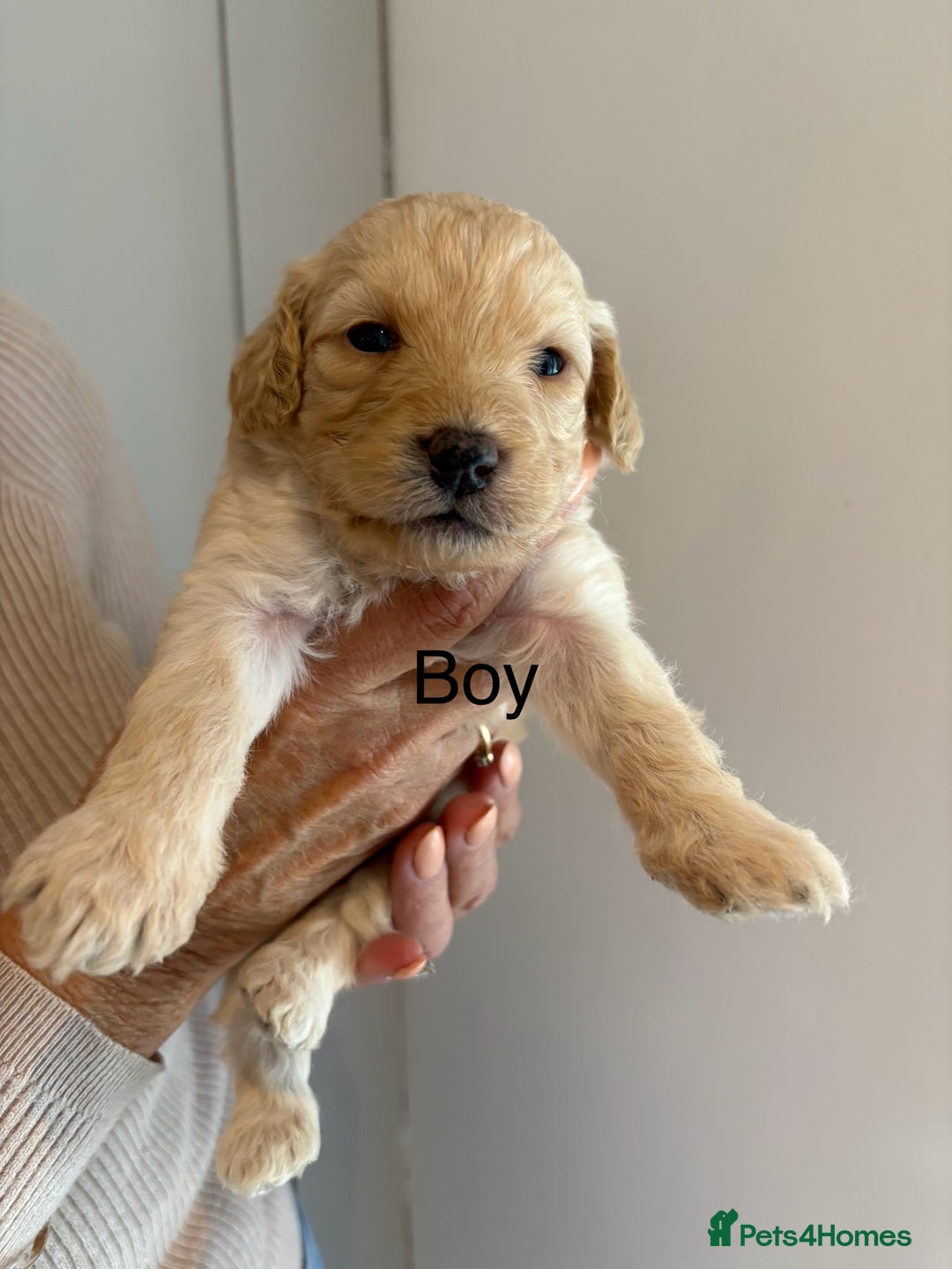 Labradoodle dogs for sale: Miniature Labradoodle Pups - Image 3