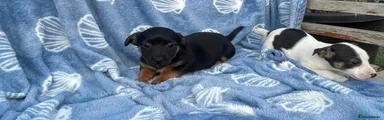 Jack Russell 4