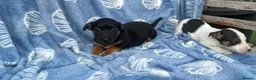 Jack Russell dogs for sale: Miniature Jack Russell‘s - Advert 6