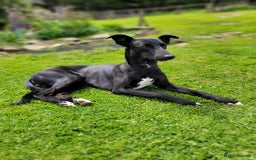Lurcher dogs for stud: 🌟 Lurcher Stud Available 🌟  - Image 6