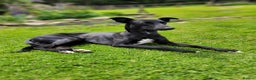 Lurcher dogs for stud: 🌟 Lurcher Stud Available 🌟  - Advert 8