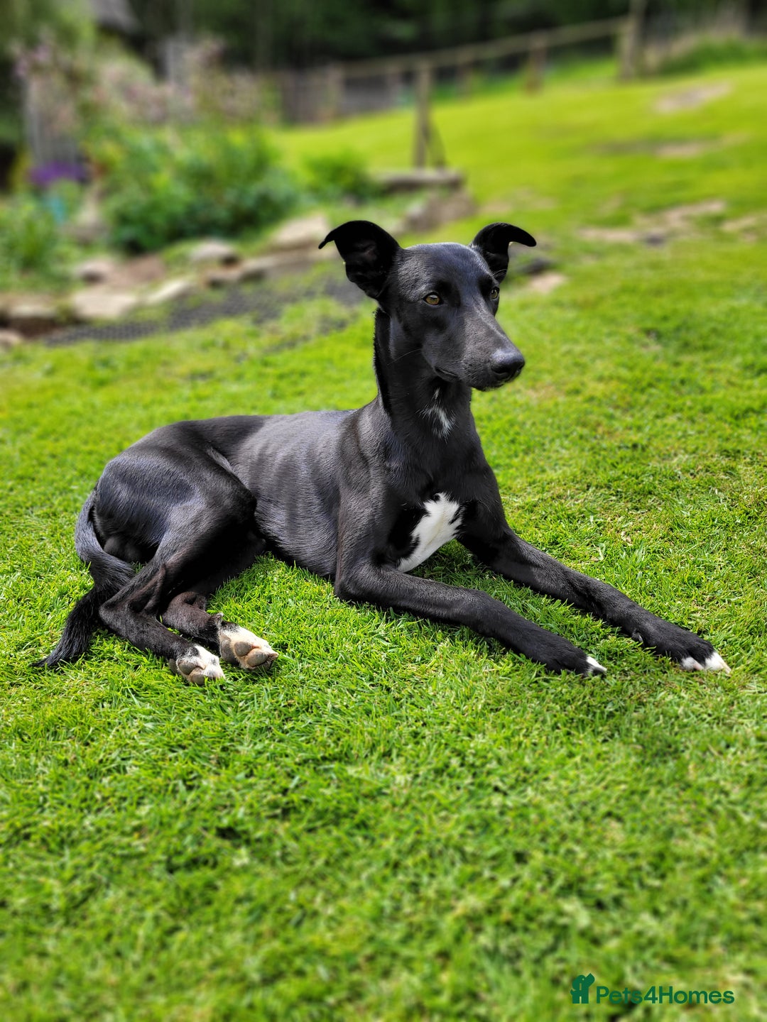 Lurcher dogs for stud: 🌟 Lurcher Stud Available 🌟  - Image 6