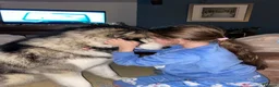 Alaskan Malamute dogs for stud: Alaskan Malamute for Stud   in Oldham - Advert 17
