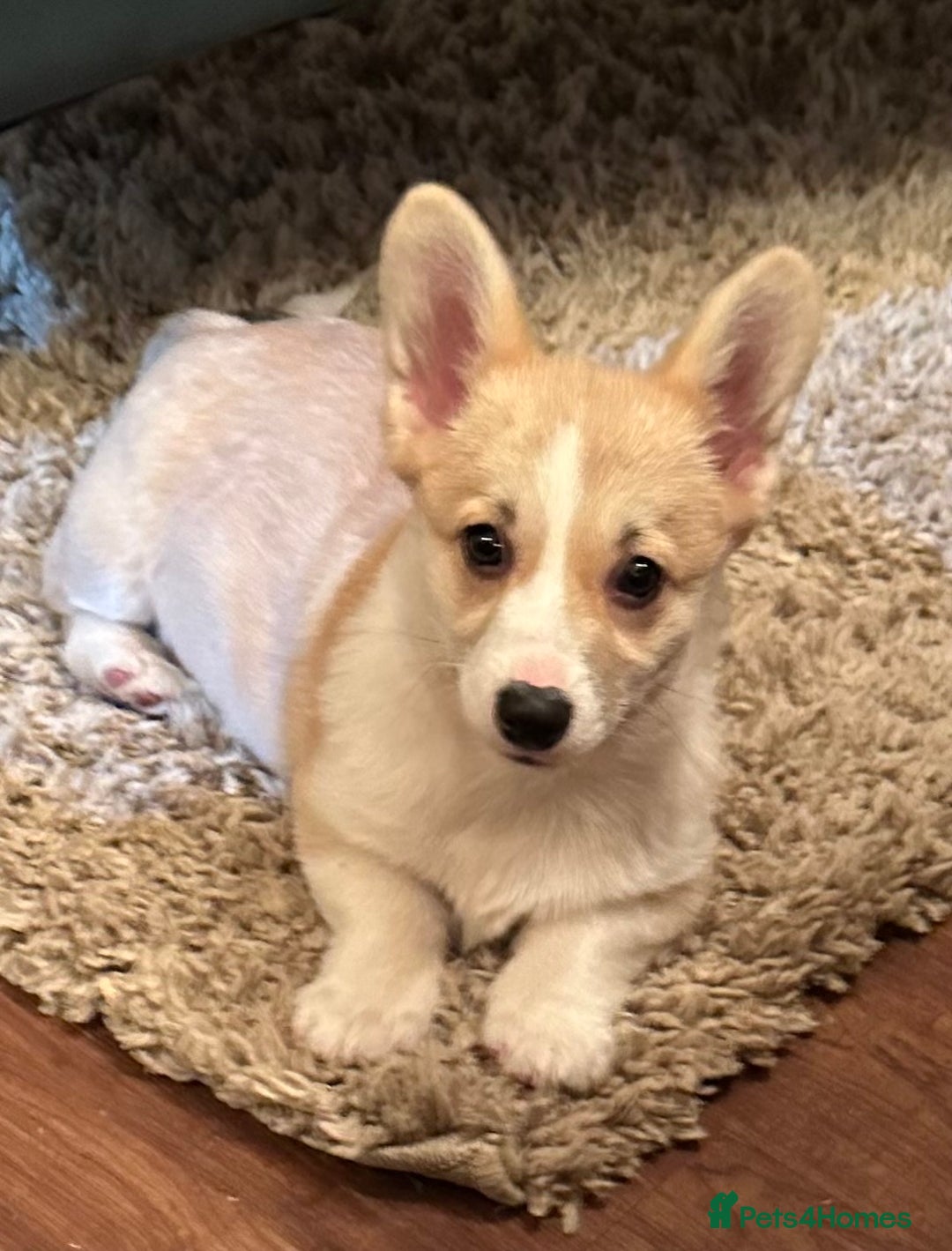 Welsh Corgi Pembroke dogs for sale: Absolutely gorgeous Corgi Puppy  - Advert 3