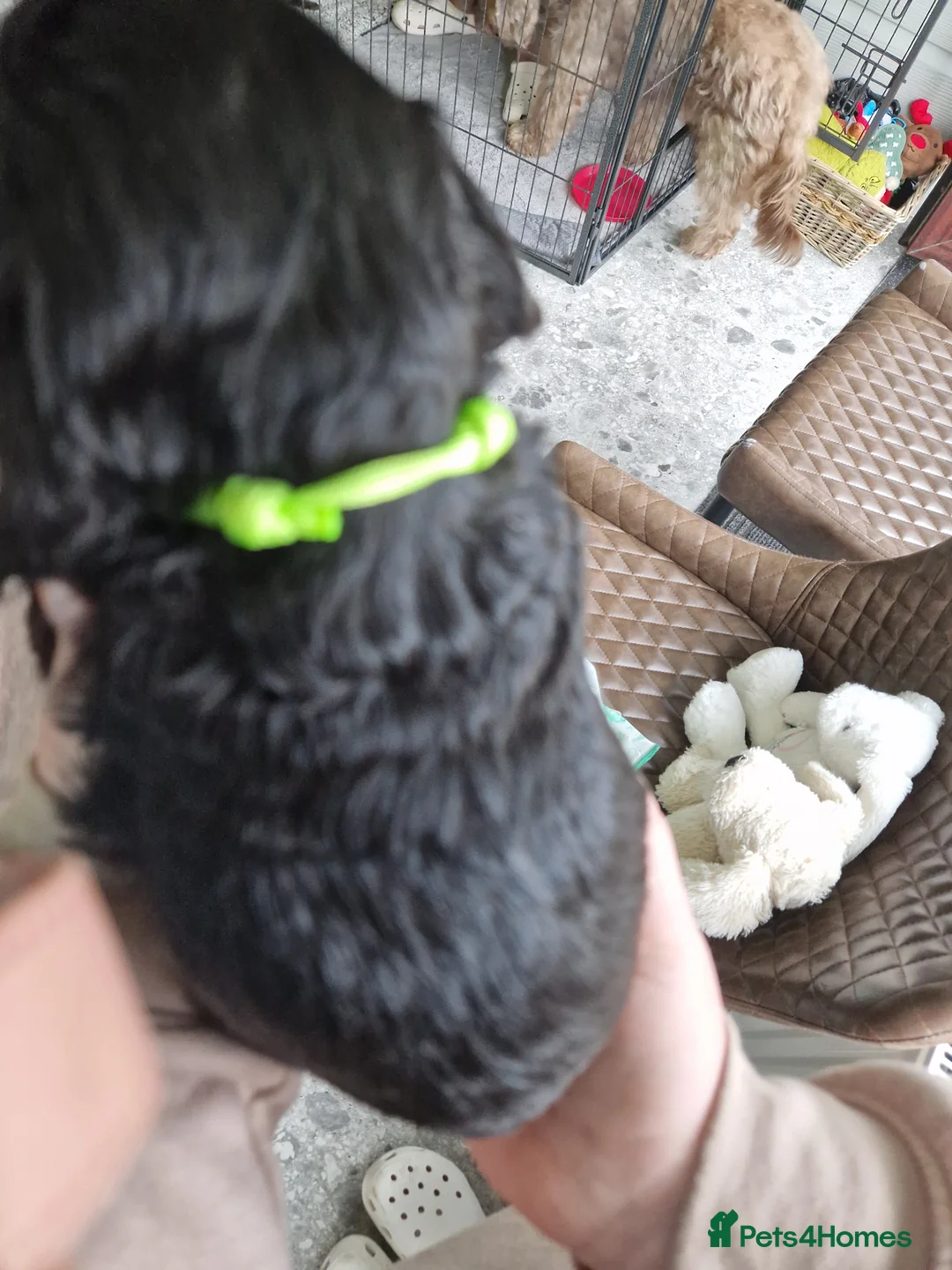 Cockapoo dogs for sale: Cockapoo X Toy Poodle - Advert 7