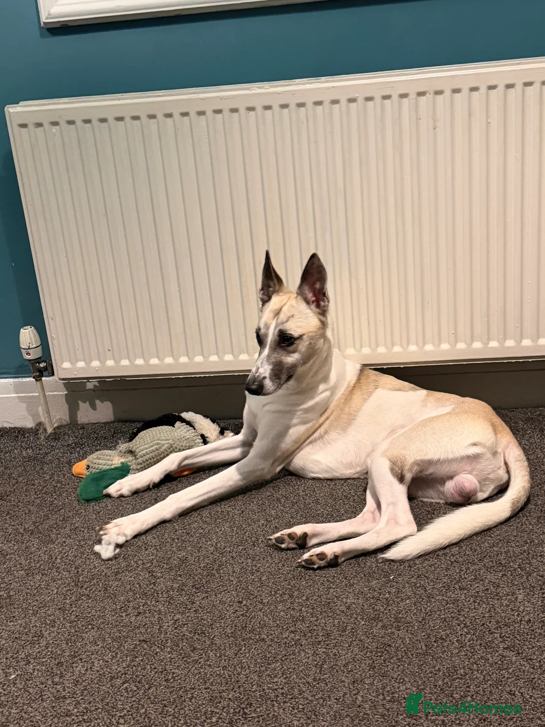 Mixed Breed dogs for sale: Husky x whippet in Stockport - Advert 1