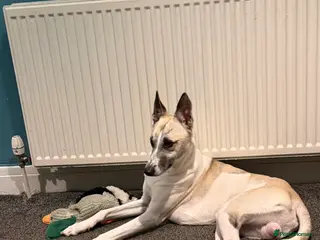 Mixed Breed dogs Husky x whippet in Stockport - Advert 1