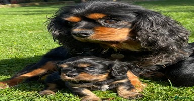 Cavalier King Charles Spaniel dogs - Advert 6