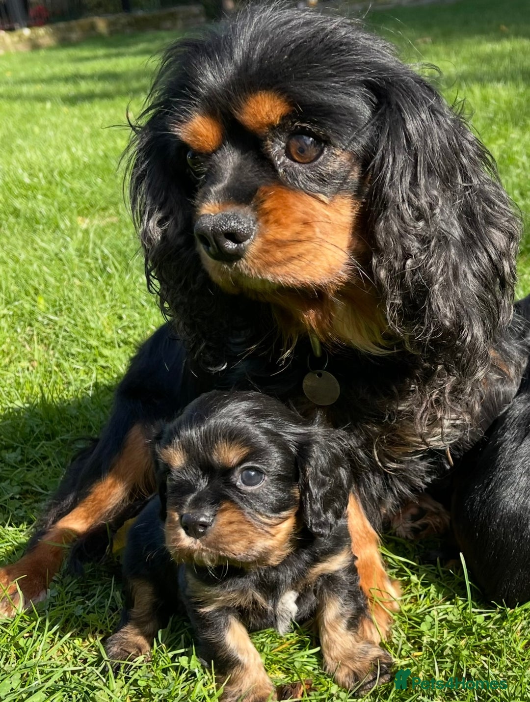 Cavalier King Charles Spaniel dogs for sale: Stunning KC registered Cavalier puppies  - Image 2