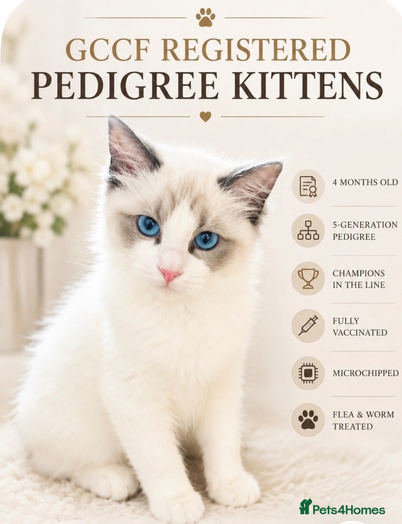 Ragdoll cats GCCF registered Ragdolls - Advert 1