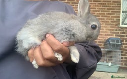 Netherland Dwarf rabbits for sale: Bunnies Netherland Dwarf Rabbits - Image 4