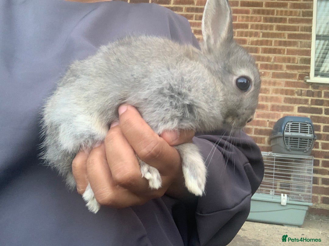 Netherland Dwarf rabbits for sale: Bunnies Netherland Dwarf Rabbits - Image 4