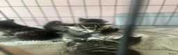 Mixed Breed cats for sale: 6 kittens mixed litter - Advert 7