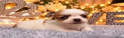 Chihuahua dogs for sale: Exclusive KC reg long coat Chihuahua boys  - Advert 6