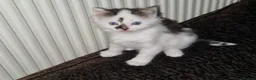 Mixed Breed cats for sale: Cute kitten ready for new home - Advert 7