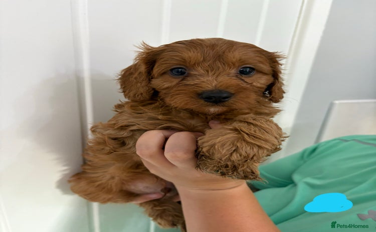 Cavapoo dogs - Advert 4