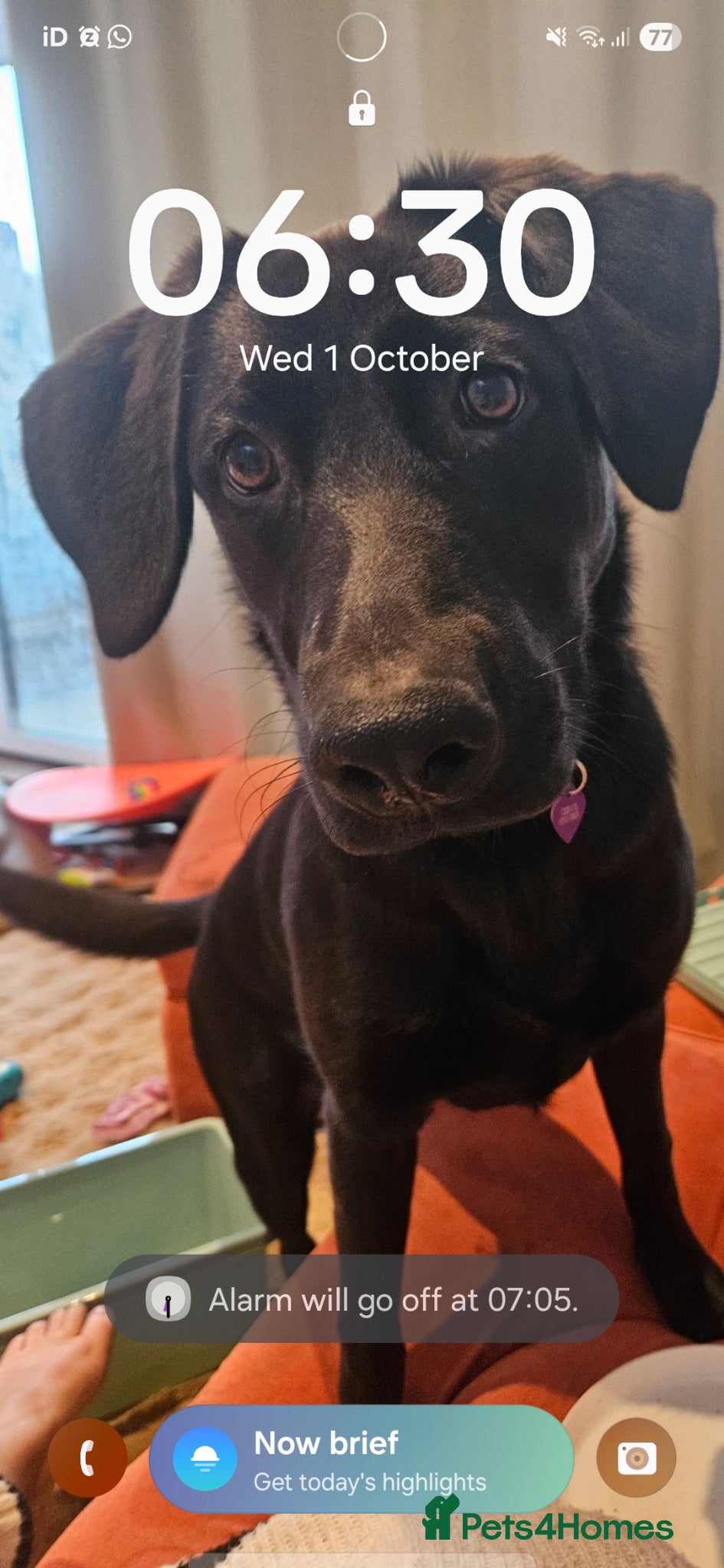 Sheprador dogs 2 year old Lab x GSD rehome (read info carefully) - Advert 2