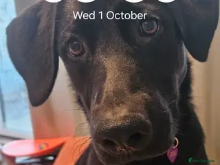 Sheprador dogs 2 year old Lab x GSD rehome (read info carefully) - Advert 2