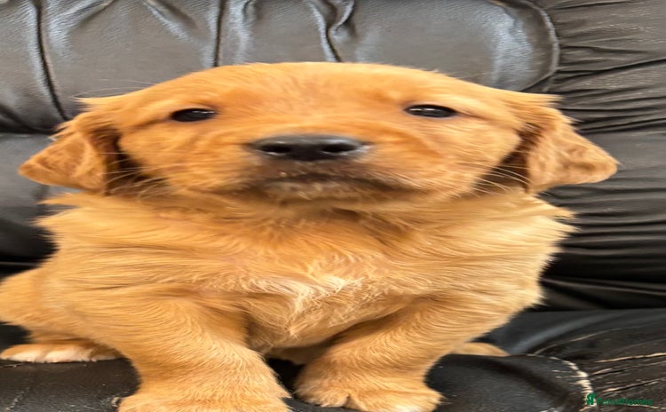 Golden Retriever dogs - Advert 4