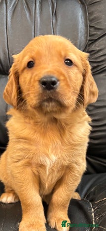 Golden Retriever dogs - Advert 4