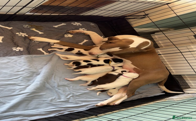 Mixed Breed dogs - Advert 3