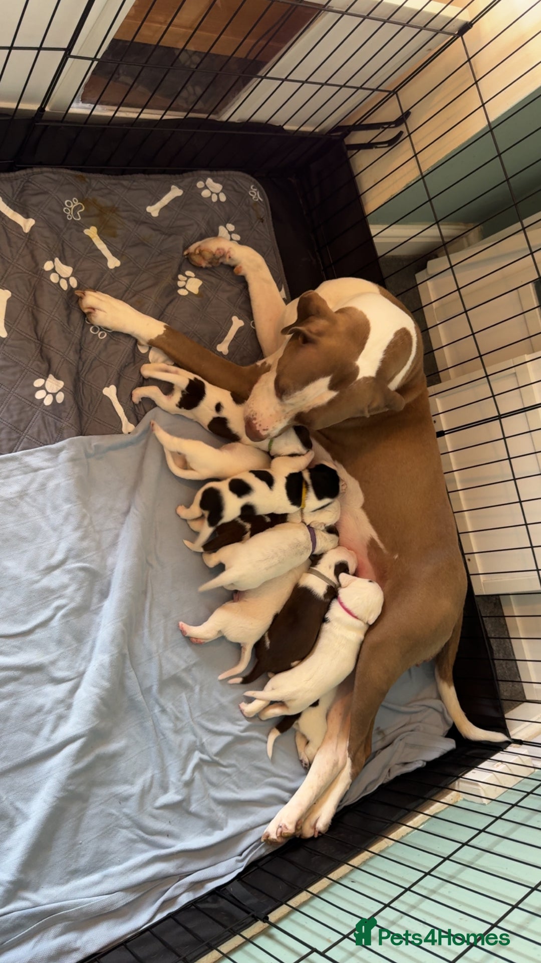 Mixed Breed dogs for sale: Litter of 9 healthy pups  - Image 1