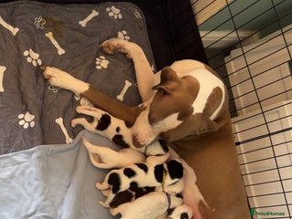 Mixed Breed dogs - Advert 22