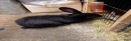 Continental Giant rabbits for sale: Continental giant  - Advert 5