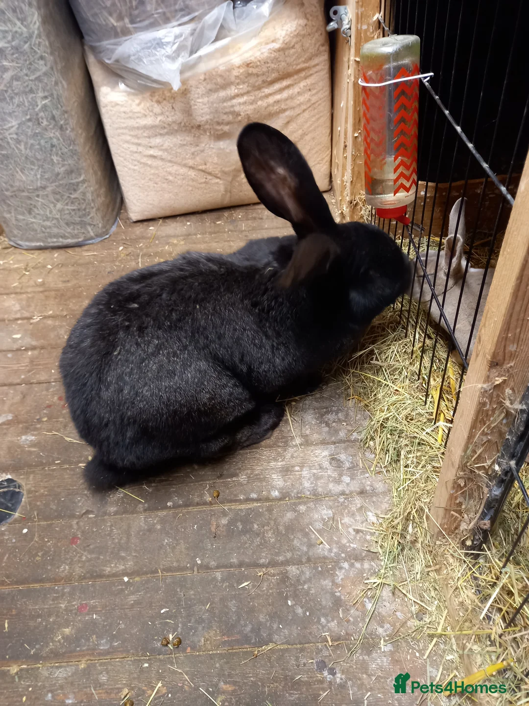 Continental Giant rabbits for sale: Continental giant  - Advert 5