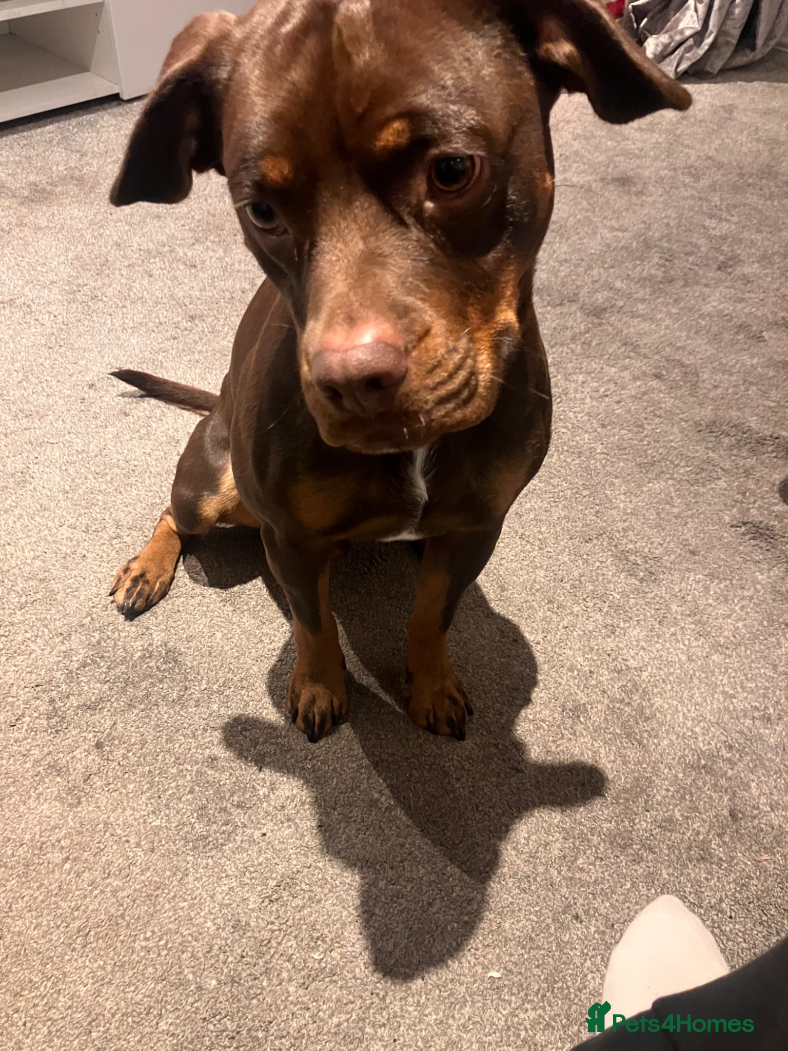 Mixed Breed dogs Jeff-beautiful cockerbull - Advert 1