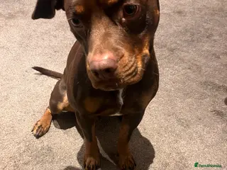 Mixed Breed dogs Jeff-beautiful cockerbull - Advert 17