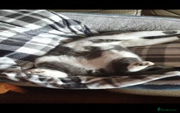 British Shorthair cats for sale: Male British Shorthair Cat - Image 3