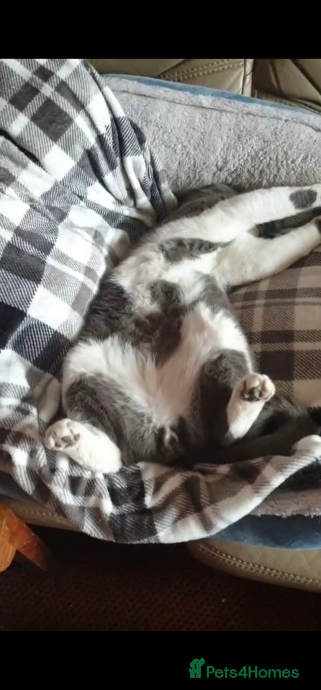 British Shorthair cats for sale: Male British Shorthair Cat - Image 3