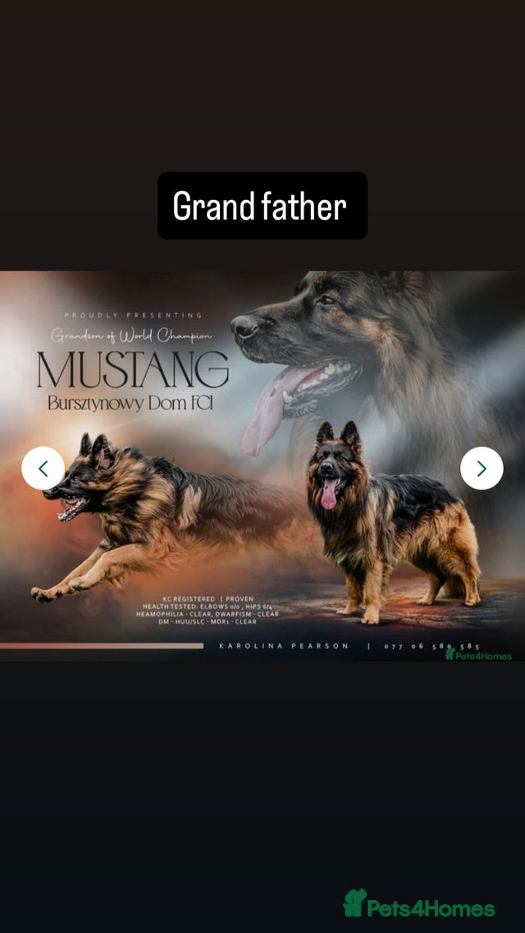 German Shepherd dogs for sale: German Shepherd Puppy For Sale  - Advert 6