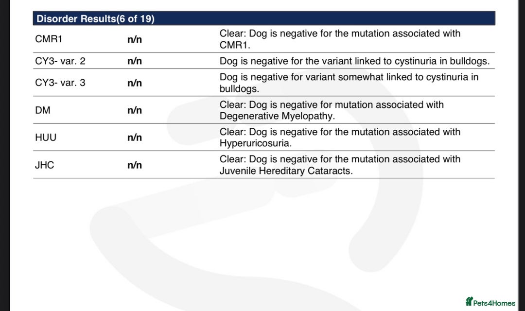 French Bulldog dogs for stud: Small and compact New Shade Isabella  in Norwich - Advert 5