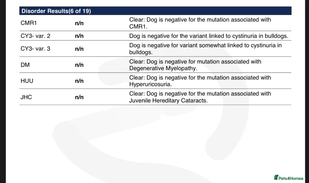 French Bulldog dogs for stud: Small and compact New Shade Isabella  in Norwich - Advert 5