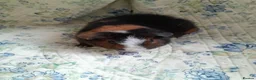 Guinea Pig rodents for sale: Pretty baby Teddy boys  - Advert 4