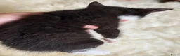 Mixed Breed cats for sale: Home Reared Kittens – ready Sat 11th July - Advert 15