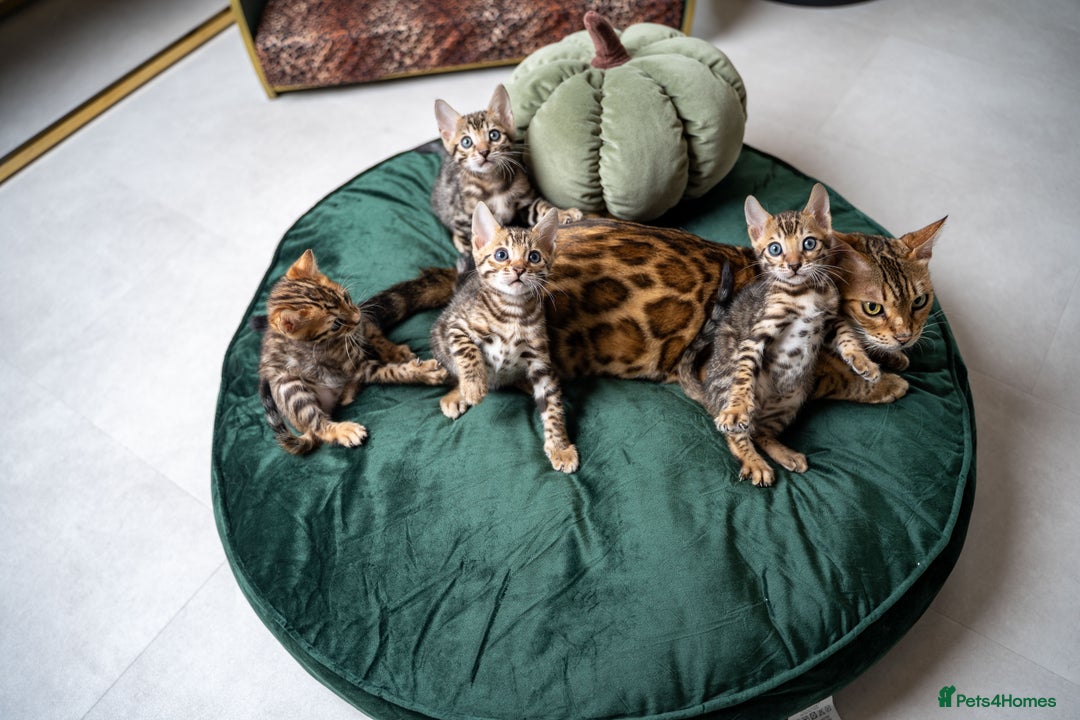 Bengal cats for sale: TICA-Certified Bengal Kittens, Show Quality - Image 10