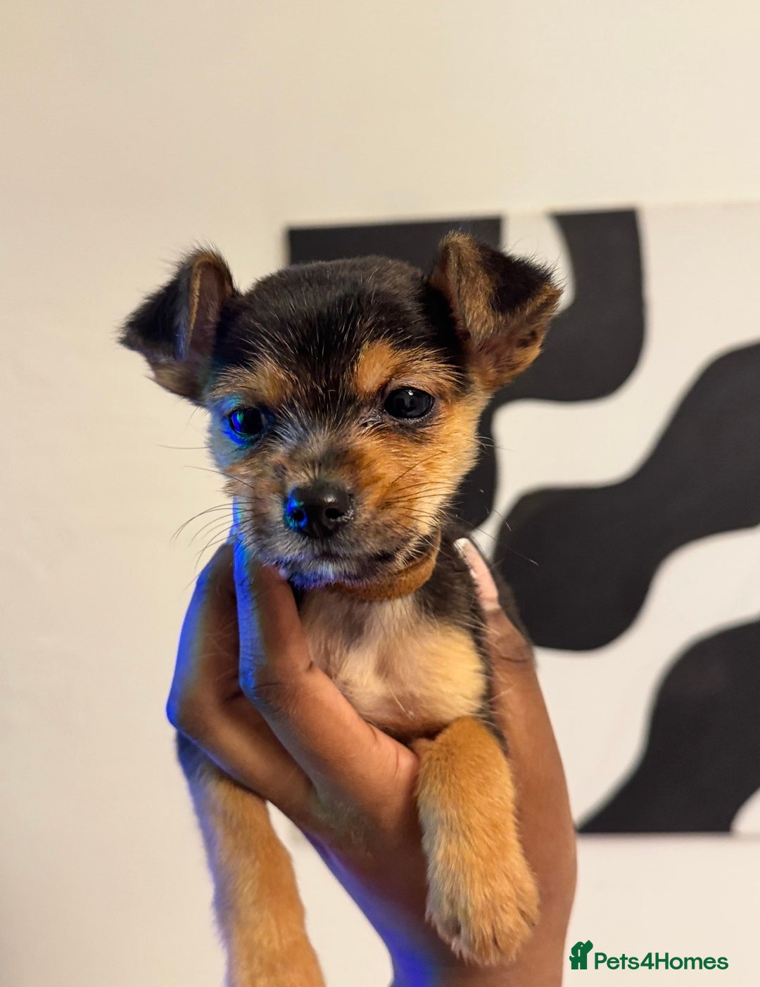 Mixed Breed dogs for sale: PUPPIES FOR SALE  - Advert 3