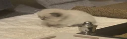 Ragdoll cats for sale: Adorable Beautiful Seal Mitted Ragdoll Kittens  - Advert 7