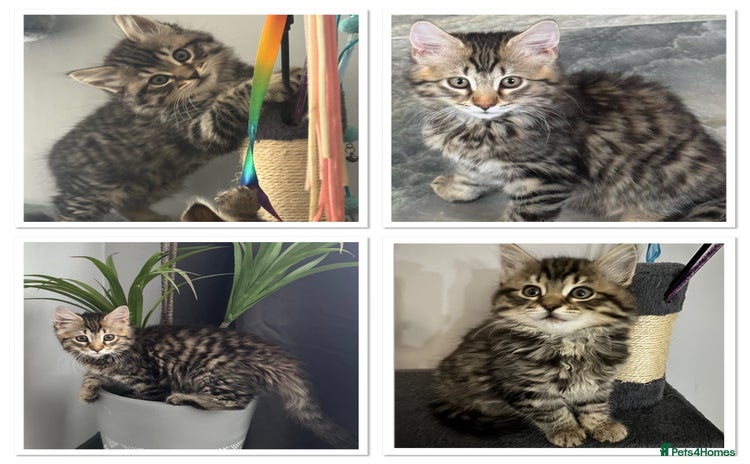 Mixed Breed cats - Advert 16