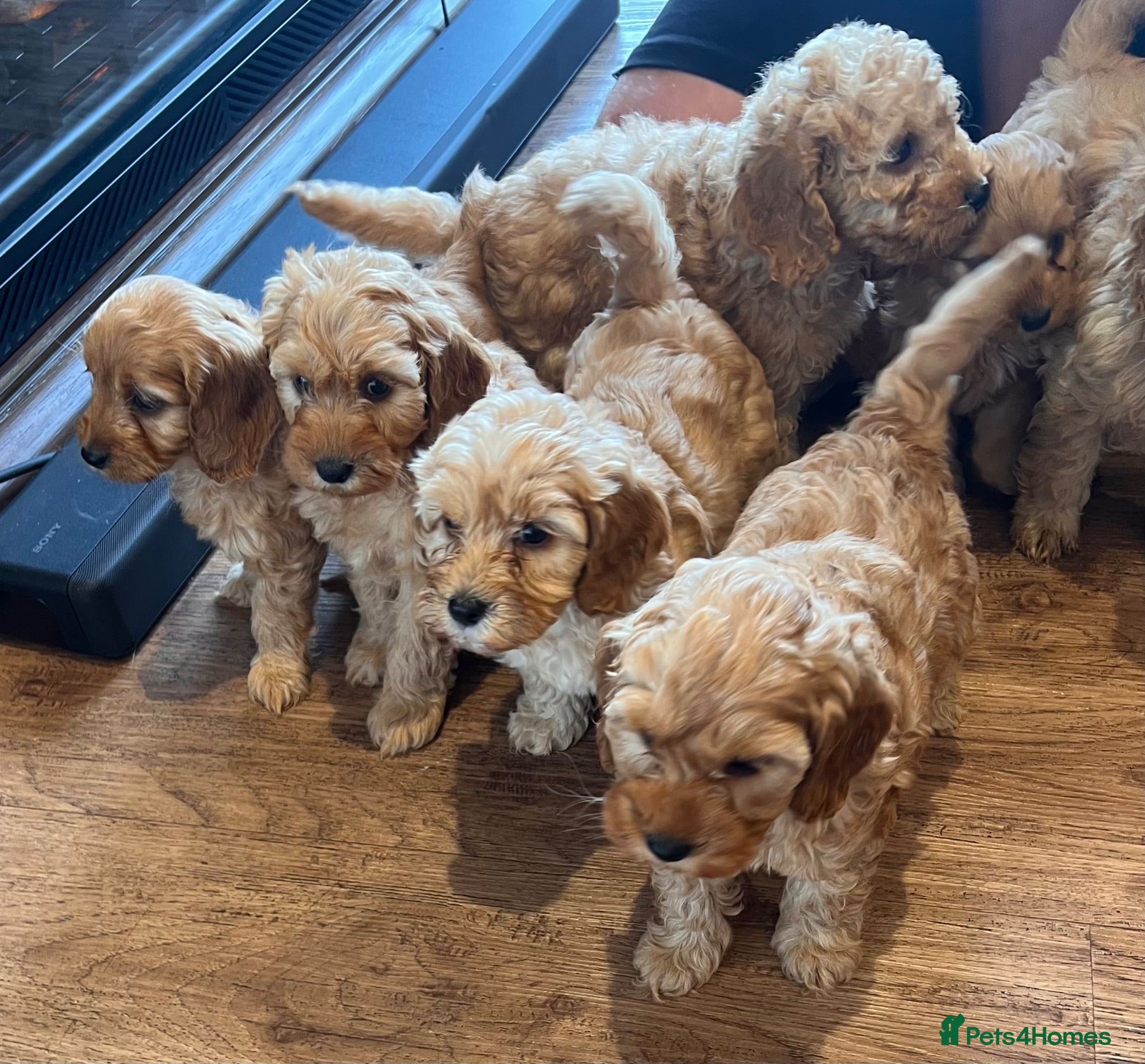 Cockapoo dogs Cockapoo puppies  - Advert 2